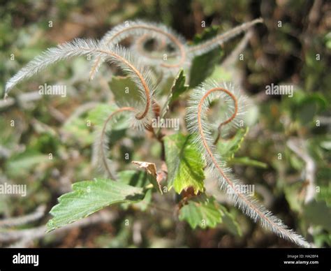 zionnps 5205515638 Mountain Mahogany Seeds Stock Photo - Alamy