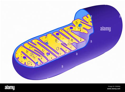 Illustration of mitochondrion structure Stock Photo - Alamy