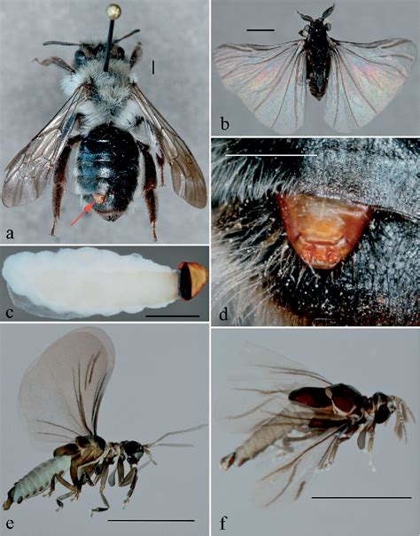 Figure 1 from Strepsiptera species in Estonia. | Semantic Scholar