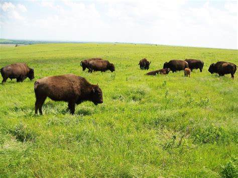 Tallgrass Prairie National Preserve