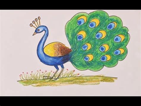 Peacock Color Drawing