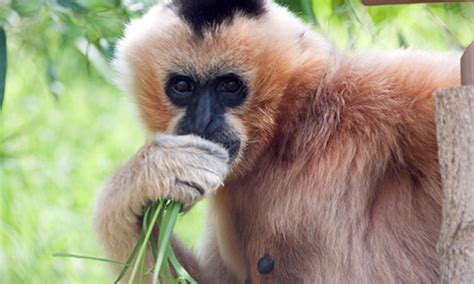 White-cheeked Gibbon | Stone Zoo