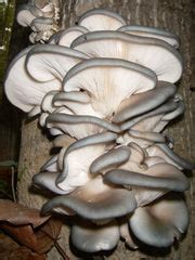 Blue Oyster Mushroom Spawn – Sharondale Mushroom Farm