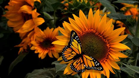 Girassol Borboleta 1920×1080 Wallpaper Wp60024 - Sunflower Butterfly ...