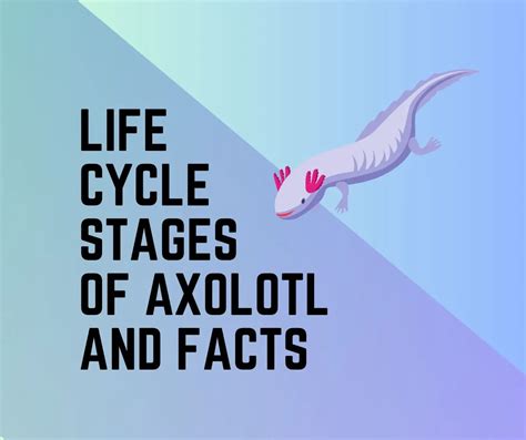 Axolotl Life Cycle [Stages, Diagram, Facts] - Amphibian Life