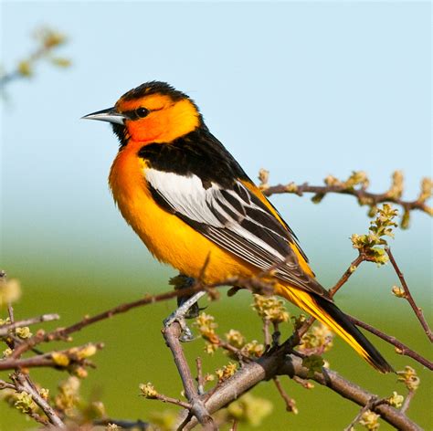 Bullock's Oriole (Icterus bullockii) | Ed Levin County Park,… | Flickr