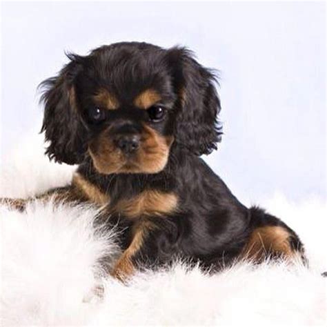 39+ Black And Tan Cavalier King Charles Spaniel Breeders Pic ...