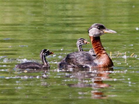 Red-necked Grebe - Podiceps grisegena | Wildlife Journal Junior