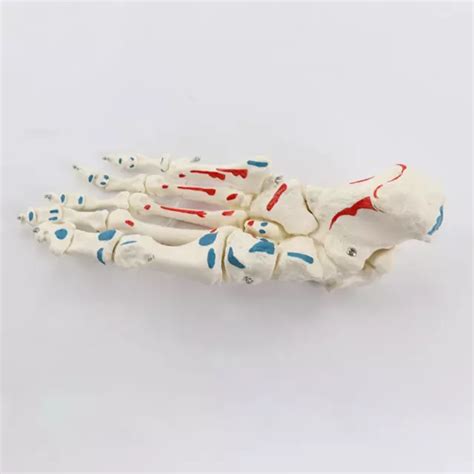 FLEXIBLE HUMAN FOOT Skeleton Model,Muscle Ligament Plantar,Anatomy Diagram Foot £23.83 - PicClick UK