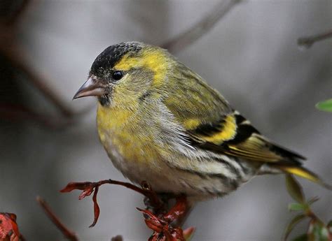 Siskin: March 2021 bird of the month - The English Garden