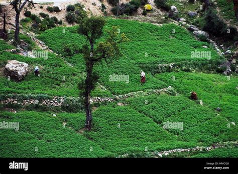 Cannabis plantation near Ketama, Rif mountains, Morocco Stock Photo - Alamy