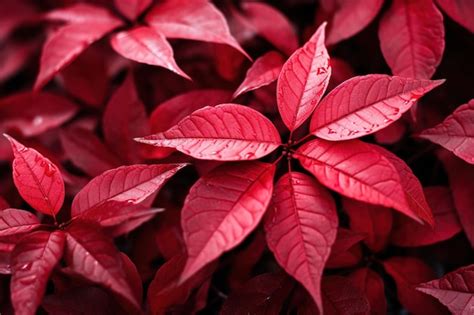 Premium AI Image | a close up of a plant with red leaves