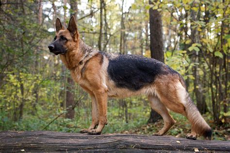 German Shepherd Double Coat: What You Need to Know – Wag Pet Boutique