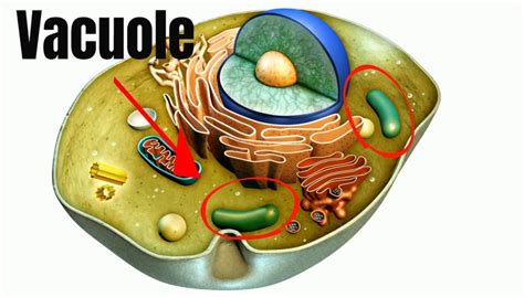 واکوئل و عملکرد آن در سلول گیاهی + ساختمان واکوئل | دی مگ - واکوئل و عملکرد آن + ساختمان