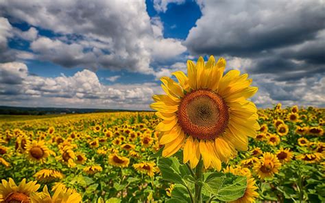 Download Yellow Flower Cloud Field Flower Nature Sunflower HD Wallpaper