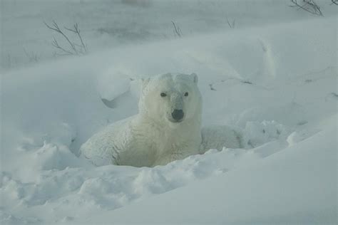 DYMOND LAKE ECOLODGE BY CHURCHILL WILD - Updated 2024 Lodge Reviews (Manitoba)