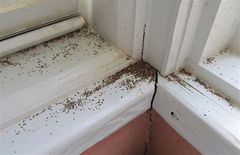 Signs of a Termite Infestation | Home Solutions of Iowa