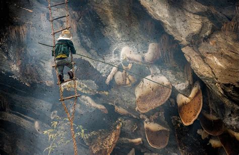 Forget Alcohol & LSD, This Honey From Nepal Gets You High And Makes You Hallucinate - ScoopWhoop