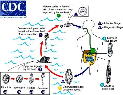 No cholera outbreak in Sabah, said Health Authority.