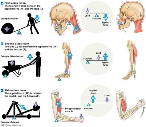 The three classes of levers. | Human anatomy and physiology, Human ...