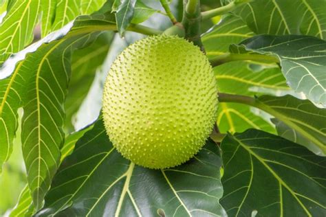 11 Amazing Benefits of Breadfruit | Parentinghealthybabies.com