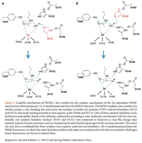 Erasers of Histone Acetylation: The Histone Deacetylase Enzymes