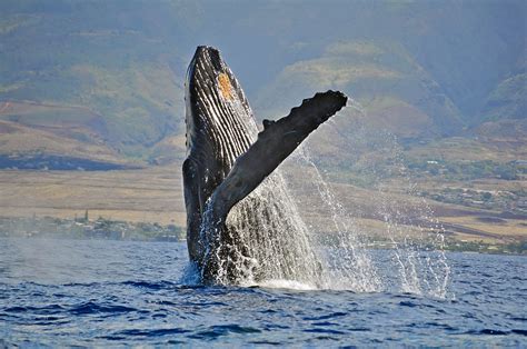 Whale Watching Maui - Maui Best Whale Watching Tours