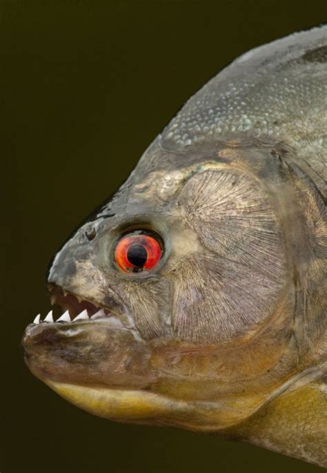 How the black piranha has the most powerful bite of any animal in ...