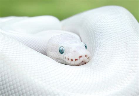 Leucistic Ball Python