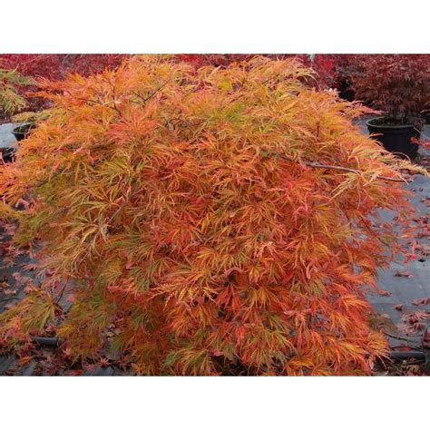 Orangeola Weeping Laceleaf Japanese Maple Tree - Live Plant - ( 2G ...