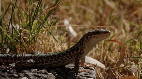 Italian Wall Lizard | MarkEisingBirding