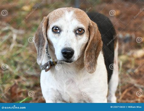 Cute Senior Female Beagle Dog with Floppy Ears and Sad Eyes Stock Image ...