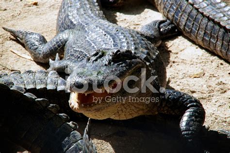 American Alligator With Mouth Open Stock Photo | Royalty-Free | FreeImages