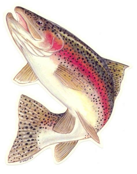 Rainbow trout | Fish drawings, Fish, Trout art