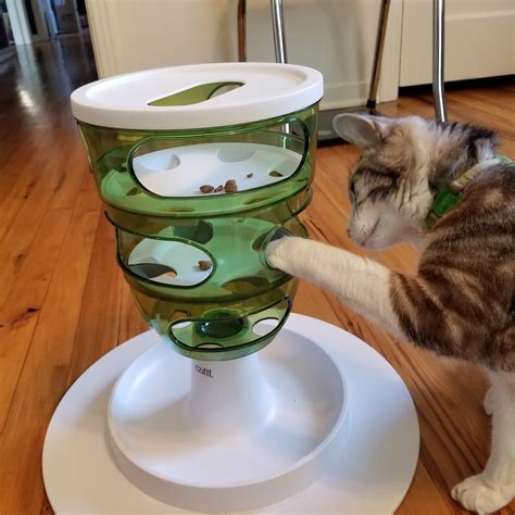 Unlike Other Animals, Cats Always Take The Free Meal – Pain In The Bud