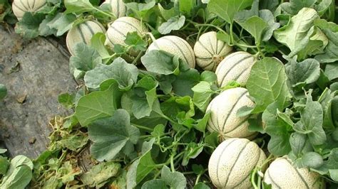 Comment faire pousser des melons à partir d’une graine