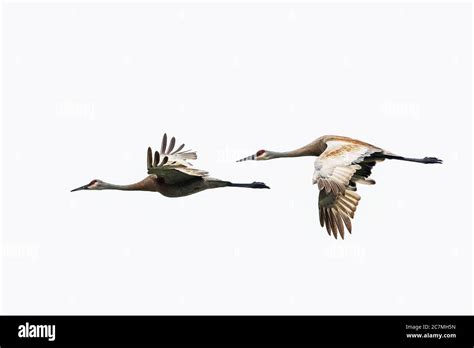 Canada cranes Cut Out Stock Images & Pictures - Alamy