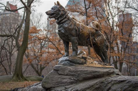 Celebrate Balto's 100th Birthday This Weekend at the Cleveland Museum of Natural History ...