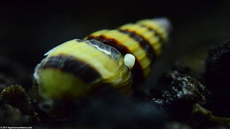 Nerite Snails: Algae Eating, Care, Lifespan, Eggs - Video