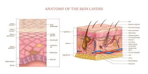 Skin Layers Structure 8131603 Vector Art at Vecteezy