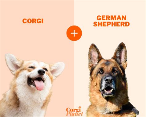 Double the Fun: 2 Breeds in 1 with the Corgi German Shepherd Mix ...