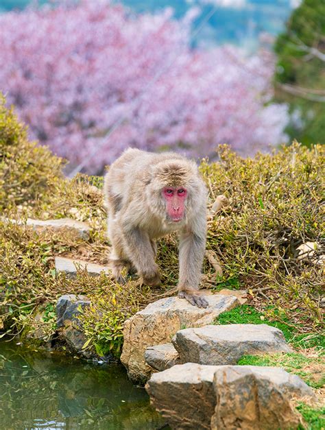 Kyoto Monkey Park Iwatayama Photos, Tips & Review - Travel Caffeine