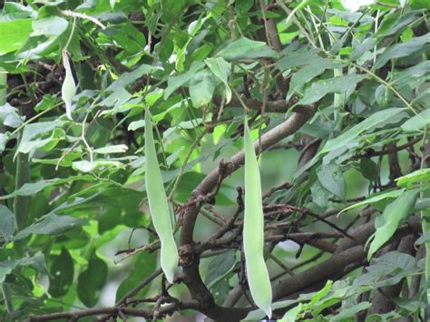 The image is a Japanese wisteria's seed pods. 19 June 2016 in Japan. Plant Insects, Japanese ...