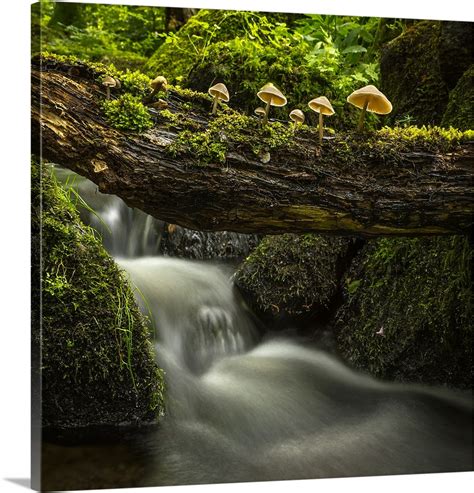 Fungi in the Forest Wall Art, Canvas Prints, Framed Prints, Wall Peels ...