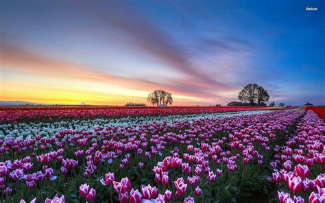 Gambar Pemandangan Untuk Laptop Gambar Bunga Tulip Belanda HD wallpaper | Pxfuel