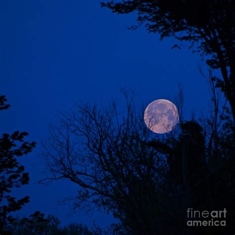 Full Moon with Trees Photograph by Byron Varvarigos - Fine Art America