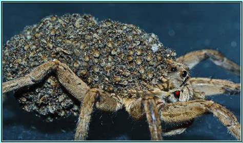 The Wolf Spider, Venomous, but Preys on More Dangerous Spiders | HubPages