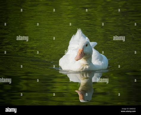 White duck on water Stock Photo - Alamy