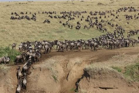 Tripadvisor | 3 Days Maasai Mara Guided Safari from Nairobi provided by ...