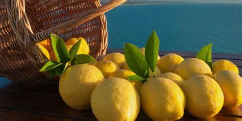 Sorrento lemons – Fattoria Terranova Shop